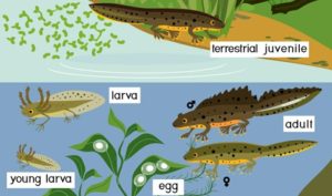 The life cycle of a newt