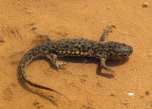 Spanish ribbed newts are mostly aquatic