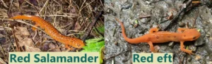 The red salamander may be a mimic of the more toxic eastern newt