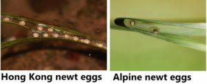 Hong Kong and alpine newt eggs