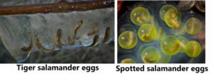 Tiger salamander and spotted salamander eggs close to hatching