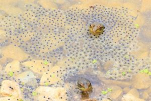 Green frog eggs in the open
