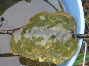 Northwestern salamander eggs with algae
