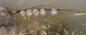 Tiger salamander eggs laid singly on a stick