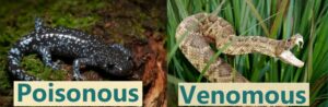 Blue spotted salamanders are poisonous but not venomous