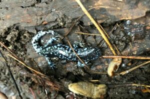 Brightly colored blue-spotted salamander