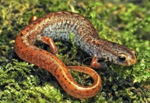 Four toed salamander
