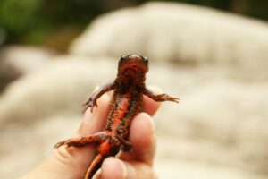 Japanese fire belly newt with a brightly colored belly
