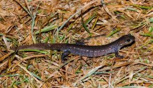 Jefferson salamander on grass