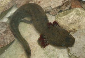 Mudpuppy salamander