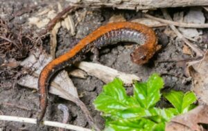 Red-backed salamander on the forest floor