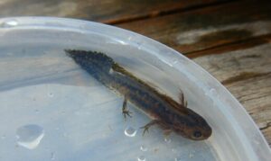 How long can salamanders stay underwater