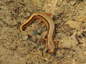 Southern two lined salamander