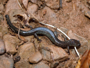 Ravine salamanders