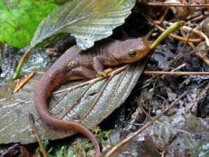 Rough skinned newts are the most toxic newts to dogs