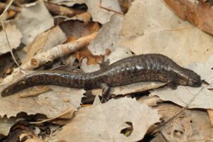 Smallmouth salamander on forest floor