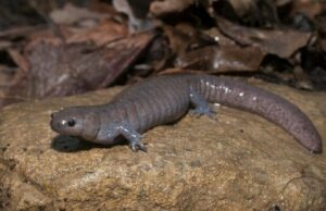 Streamside salamander on a wet rock