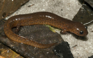 Gulf coast mud salamander