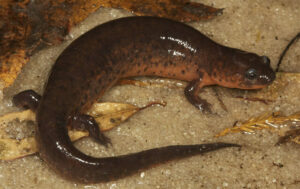 Rusty mud salamander