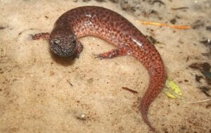 Southern red salamander