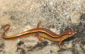 Southern two lined salamanders