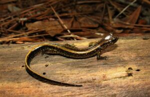 Three lined salamander