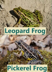 Leopard frog vs Pickerel frog
