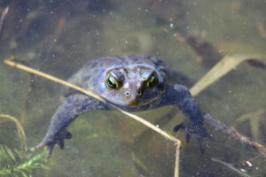 Adult toads breathe underwater through their skin