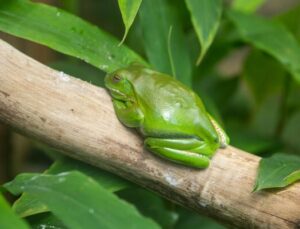 Australian green tree frogs can eat snakes