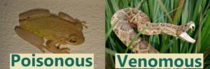 Cuban tree frogs are poisonous but not venomous
