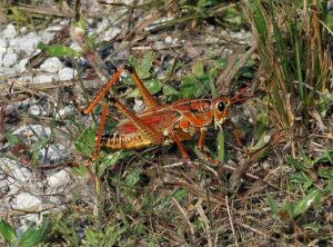 Eastern lubber grasshoppers are poisonous