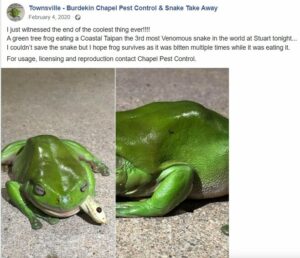 Facebook post of a green tree frog eating a coastal taipan