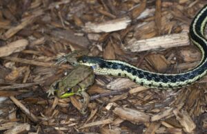 Garter snake eating a leopard frog