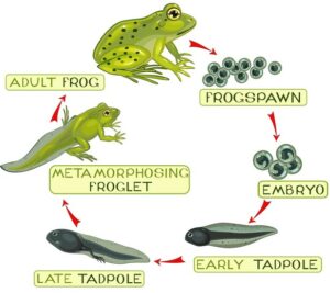 Leopard frog life cycle
