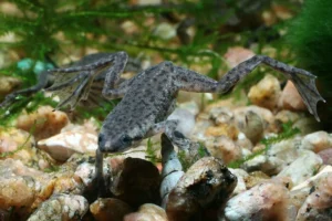 African clawed frogs have been observed eating their own and other frogs' tadpoles