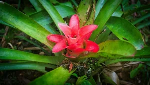 Bromeliad plant in tropical rainforest
