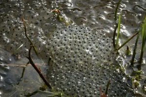 Close up of frog eggs in a pond