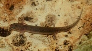 Jollyville Plateau Salamander (Eurycea Tonkawae)