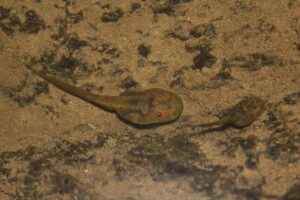 Large tadpoles will sometimes eat smaller, vulnerable tadpoles