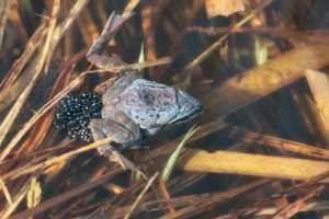 Moor frog laying eggs