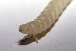Newly molted mealworm with a soft shell