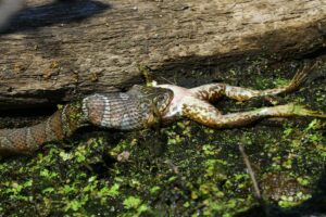 Northern water snake eating a frog