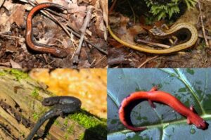 Red backed salamander color variations