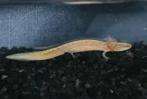 Salado Springs Salamander (Eurycea Chisholmensis)
