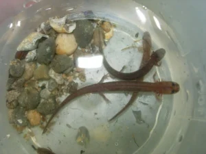 San Marcos Salamander (Eurycea Nana)