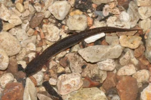Texas salamander (Eurycea neotenes)