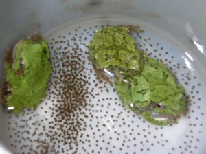 Three gray tree frogs with eggs