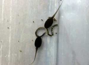 Two gray tree frog tadpoles nibble on a worm