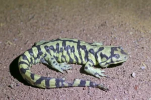 Western barred salamander on soil