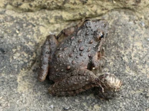 A gray Blanchard’s cricket frog (Acris blanchardi)